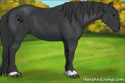 Horse Color:Black 