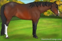Horse Color:Bay 