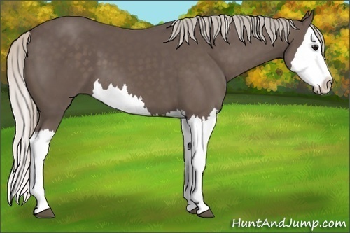 Horse Color:Unknown 