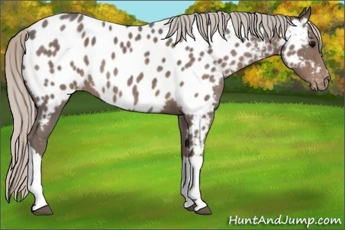 Horse Color:Silver Blue Roan Near Leopard 