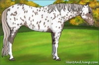 Horse Color:Silver Blue Roan Appaloosa 