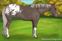 Horse Color:Unknown 