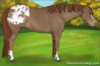 Horse Color:Chestnut Appaloosa
