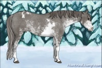 Horse Color:Smoky Grullo Sabino Appaloosa Rabicano 