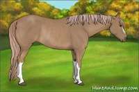 Horse Color:Palomino Rabicano