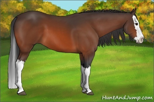 Horse Color:Bay Splash