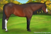 Horse Color:Bay 