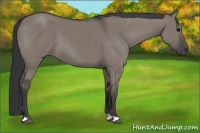 Horse Color:Grullo 