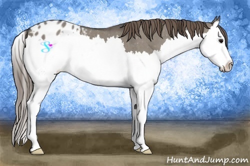 Horse Color:Smoky Grullo Splash Appaloosa