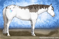 Horse Color:Smoky Grullo Splash Appaloosa 