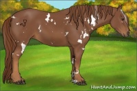 Horse Color:White Spotted Chestnut