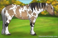 Horse Color:White Spotted Brown Dun 