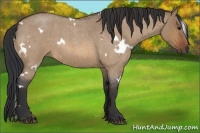 Horse Color:White Spotted Bay Roan Dun