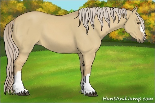 Horse Color:Palomino Dun 