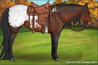 Horse Color:Brown Snowcap 