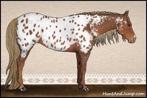 Horse Color:Chestnut Appaloosa 