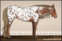 Horse Color:Chestnut Appaloosa