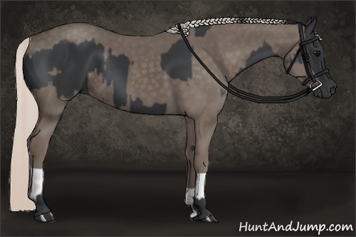 Horse Color:Black and Silver Black