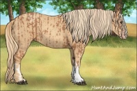 Horse Color:Chestnut and Gold Champagne