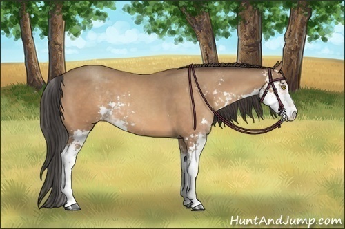 Horse Color:Sable Champagne Sabino 