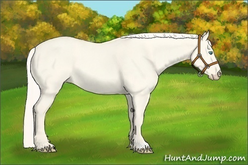 Horse Color:Cremello Dun 