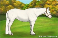 Horse Color:Cremello Dun 