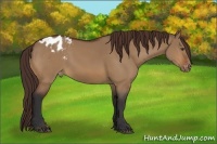 Horse Color:Bay Dun Appaloosa 