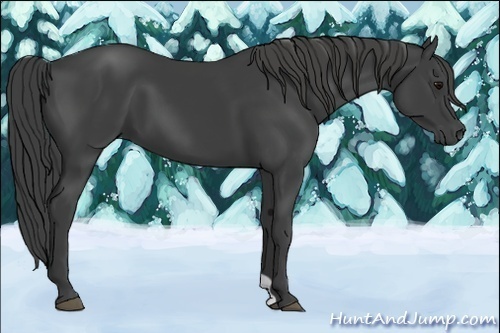 Horse Color:Smoky Black 