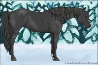 Horse Color:Smoky Black 