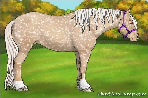 Horse Color:Silver Classic Champagne Snowflake Varnish