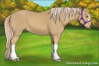 Horse Color:Palomino 