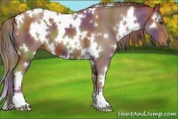 Horse Color:Nacre White Spotted Chestnut 