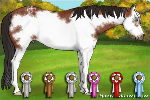 Horse Color:Gray Bay Splash Frame Appaloosa Rabicano 