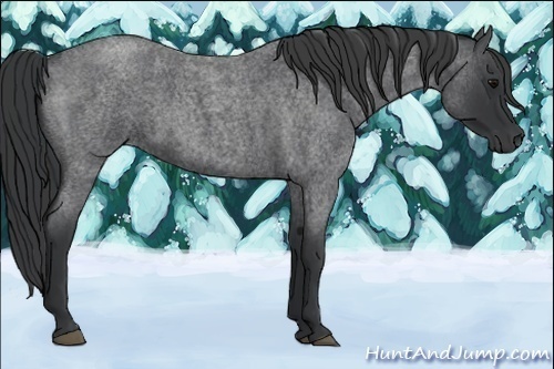Horse Color:Blue Roan 