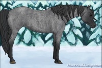 Horse Color:Blue Roan 