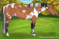 Horse Color:White Spotted Bay 