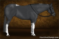 Horse Color:Black Tobiano 