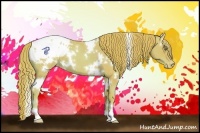 Horse Color:Watercolor White Spotted Gold Champagne Appaloosa 