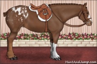 Horse Color:Chestnut Appaloosa