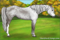 Horse Color:Gray Black 
