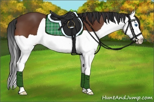 Horse Color:Bay Splash 