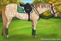 Horse Color:Bay Appaloosa  and Gold Champagne 