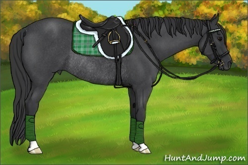 Horse Color:Blue Roan Rabicano 