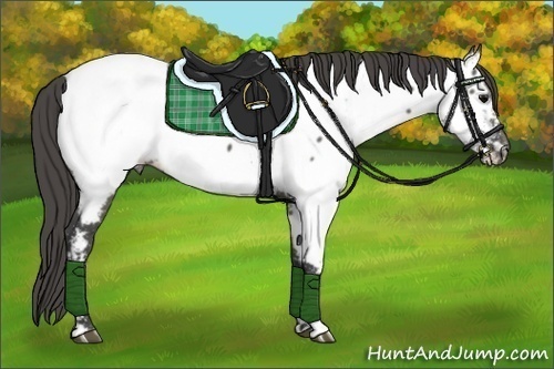 Horse Color:Grullo Appaloosa 