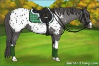 Horse Color:Black Appaloosa 