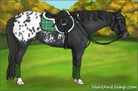 Horse Color:Black Appaloosa 