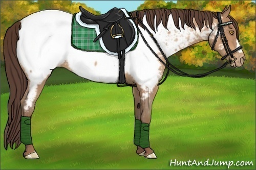 Horse Color:Amber Champagne Appaloosa 