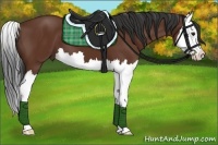 Horse Color:Bay Splash 