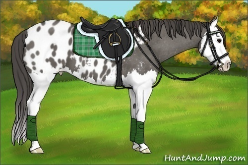 Horse Color:Grullo Splash Appaloosa 