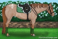 Horse Color:Red Roan Appaloosa 